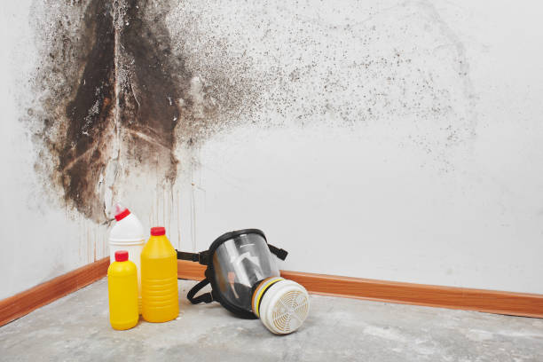 Best Emergency Mold Remediation in Joanna, SC