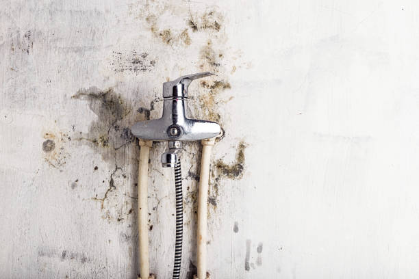 Best Residential Mold Remediation in Joanna, SC