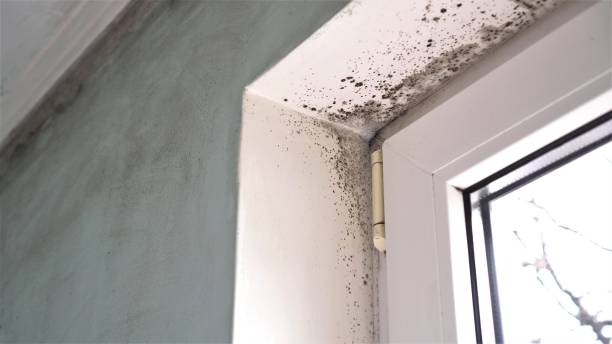 Best Post-Flood Mold Remediation in Joanna, SC