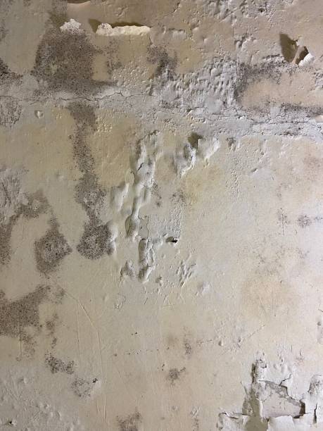 Best Crawl Space Mold Remediation in Joanna, SC